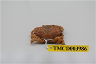 藏品(肉球皺蟹)的圖片